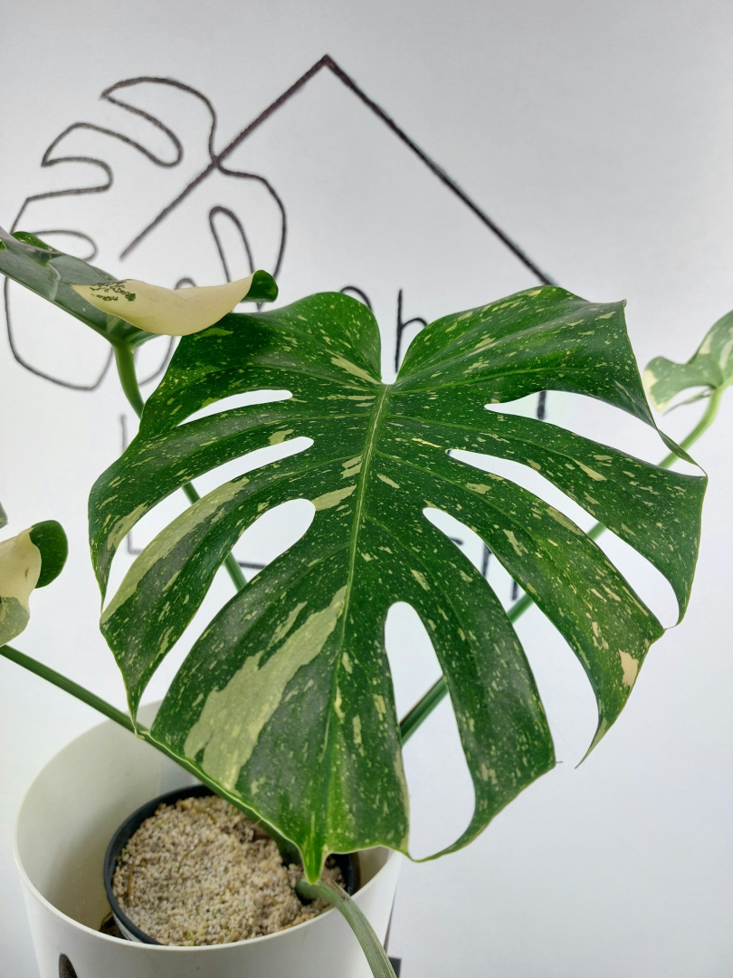 Monstera Thai Constellation Sadzonka Cm Ro Liny